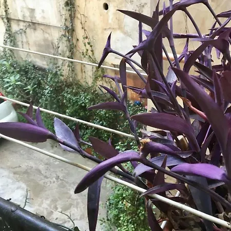 Hello Cathedral House * Palermo